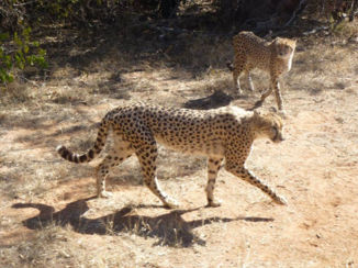 Zuid-Afrika - Cheeta's