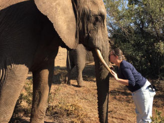 Zuid-Afrika - Olifant encounter