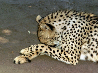 Zuid-Afrika - Jeuk aan mijn neus