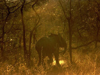 Zuid-Afrika - Game drive