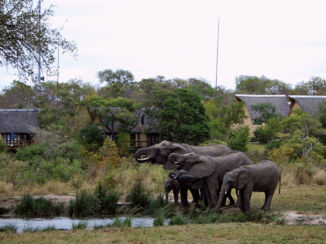 Zuid-Afrika - Elephants plain