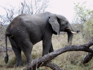 Zuid-Afrika - Zo dichtbij