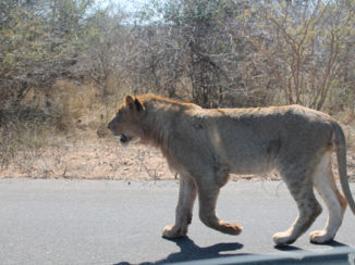 Zuid-Afrika - Leeuwin op 2meter afstand van de auto