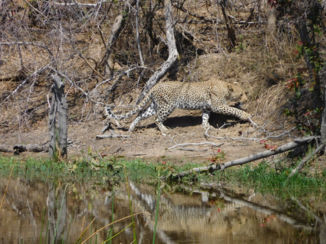 Zuid-Afrika - Luipaard.