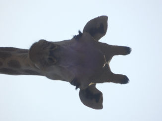 Zuid-Afrika - Giraffe.