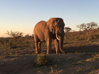 Zuid-Afrika - Olifant bij zonsopkomst.