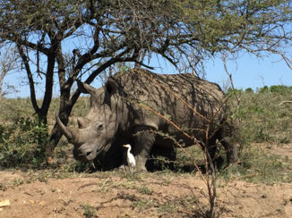Zuid-Afrika - Neushoorn.