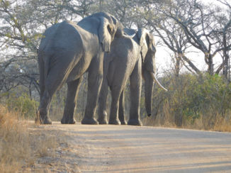 Zuid-Afrika - Grote mannen olifanten.