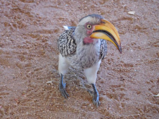 Zuid-Afrika - Hornbil.
