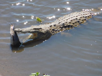 Zuid-Afrika - Krokodil met the catch of today.