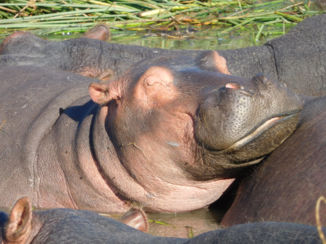 Zuid-Afrika - Nijlpaard.