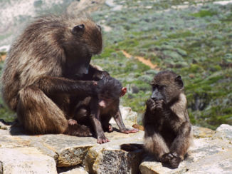 Zuid-Afrika - Bavianen bij cape point
