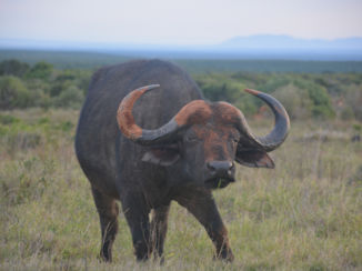 Zuid-Afrika - buffel