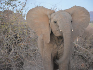 Zuid-Afrika - Boze olifant in Kruger