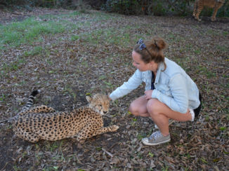 Zuid-Afrika - cheetah