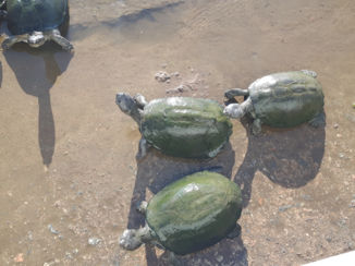 Zuid-Afrika - Lekker in de zon