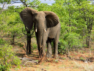 Zuid-Afrika - Krugerpark