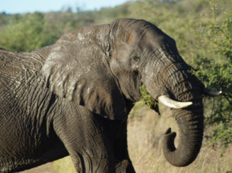 Zuid-Afrika - Olifant