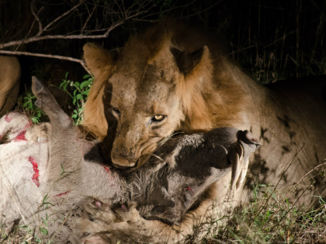 Zuid-Afrika - nightdrive