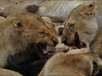 Zuid-Afrika - Lion Kill