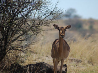 Zuid-Afrika - Mooi Bambi