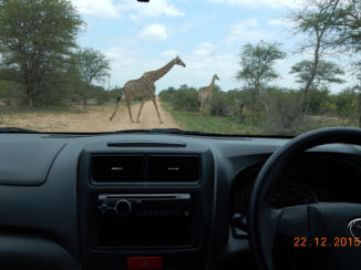 Zuid-Afrika - Zelf door het Krugerpark