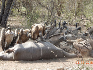 Zuid-Afrika - Aasgieren op een jong olifantje