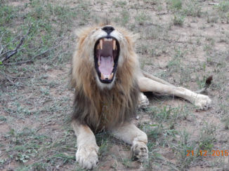 Zuid-Afrika - Oei, gevaarlijk