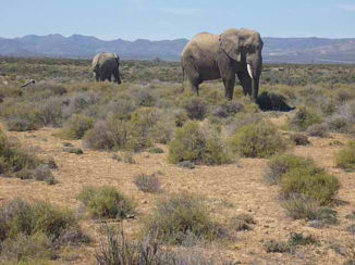 Zuid-Afrika - Olifanten in Inverdoorn
