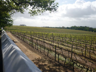 Zuid-Afrika - Groot Constantia