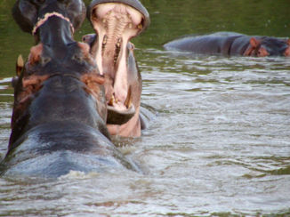 Zuid-Afrika - Nijlpaarden show in St Lucia (zuid Afrika)