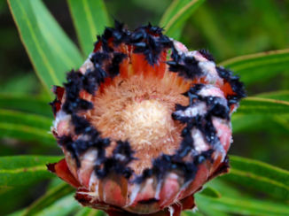 Zuid-Afrika - Afrikaanse suikerbessie (nationale bloem)