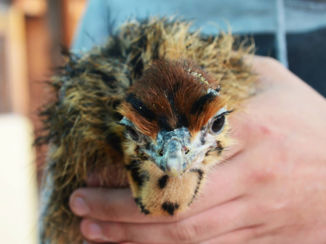 Zuid-Afrika - Baby struisvogel