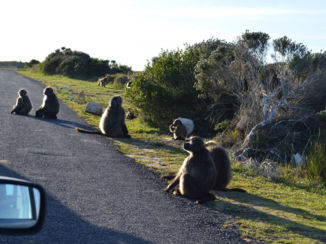 Zuid-Afrika - Aapjes kijken