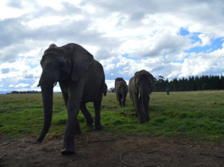 Zuid-Afrika - Olifanten
