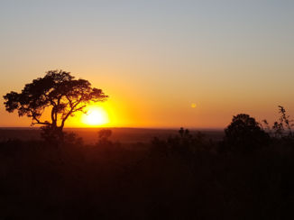 Zuid-Afrika - Krugerpark