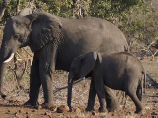 Zuid-Afrika - Olifanten Krugerpark