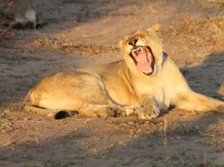 Zuid-Afrika - Gaaaap!