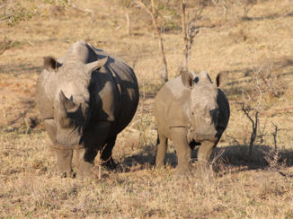 Zuid-Afrika - Amazing...