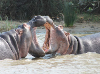 Zuid-Afrika - Stoeien!