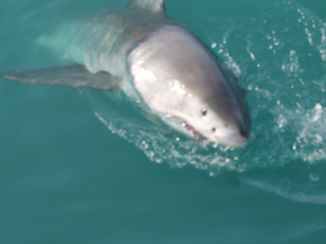 Zuid-Afrika - White shark