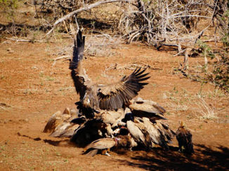 Zuid-Afrika - Dinertime @ Crocodile Bridge