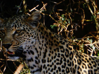 Zuid-Afrika - Luipaard nabij Tchokwane Picnicsite Krugerpark