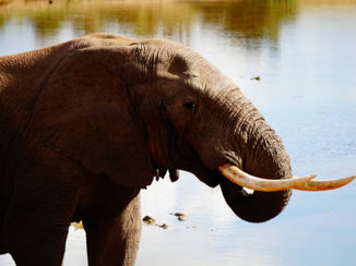 Zuid-Afrika - Olifant in Addo Elephant Park