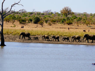 Zuid-Afrika - Junglebook