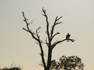 Zuid-Afrika - Watching the skies