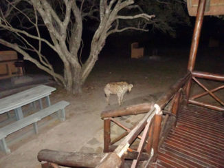 Zuid-Afrika - Wilde hyena