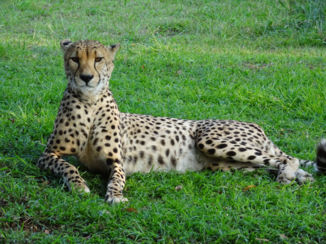 Zuid-Afrika - Luipaard