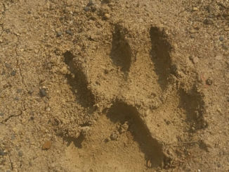 Zuid-Afrika - Wie was dit?