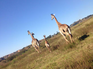 Zuid-Afrika - Giraffen